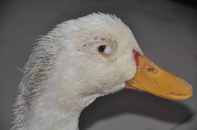 图文解说鸭病:禽流感