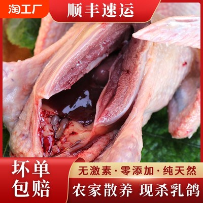 鲜鸽子肉散养乳鸽肉现杀土当前网购流行产品